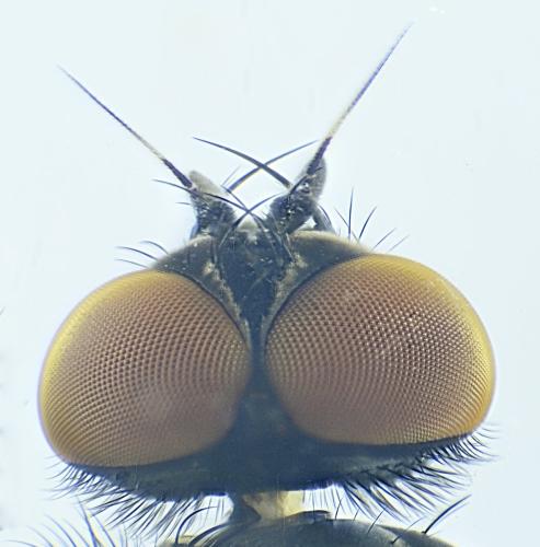 Delia platura